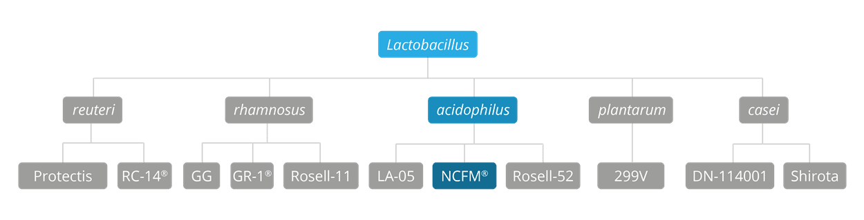 Lactobacillus acidophilus NCFM Database